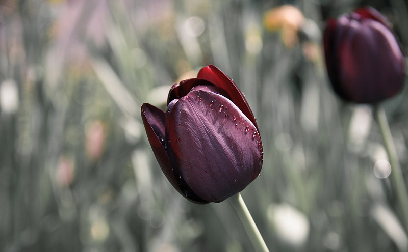 Tulips - Growing Guide