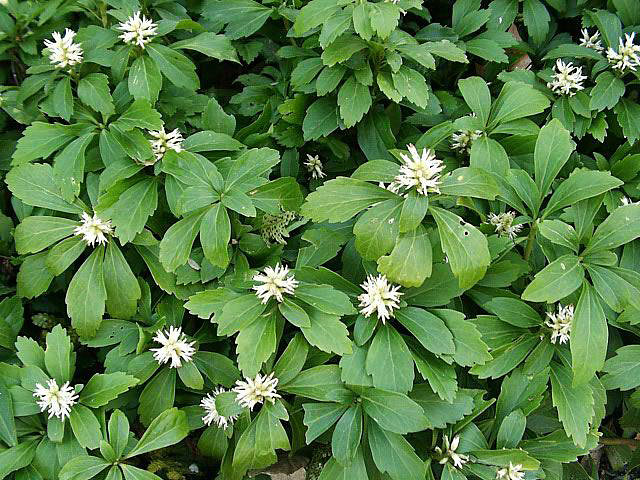 Plants That Add Structure to Shady Garden Beds