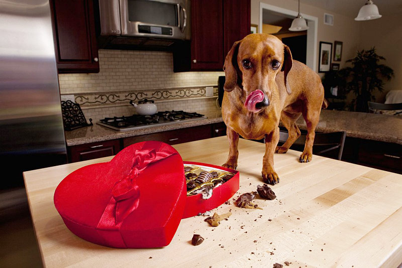 11 Safe for Dogs Human Foods