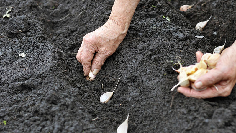 Garlic - Growing Guide 