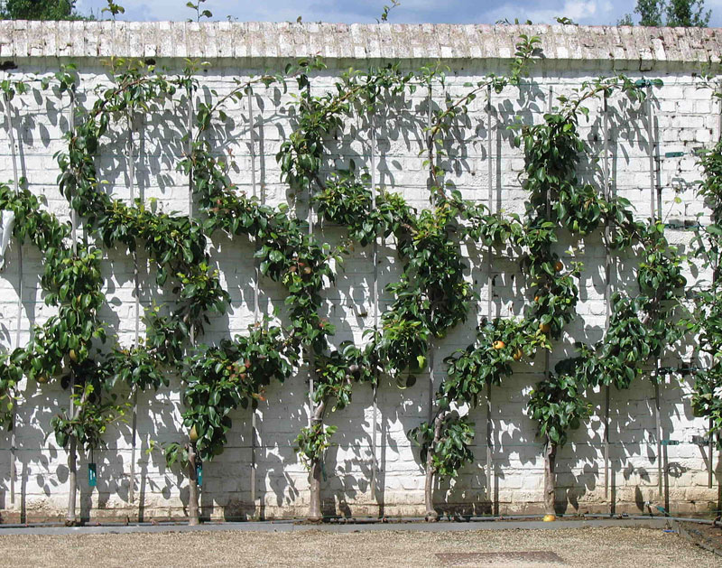 Spice Your Backyard - Espalier