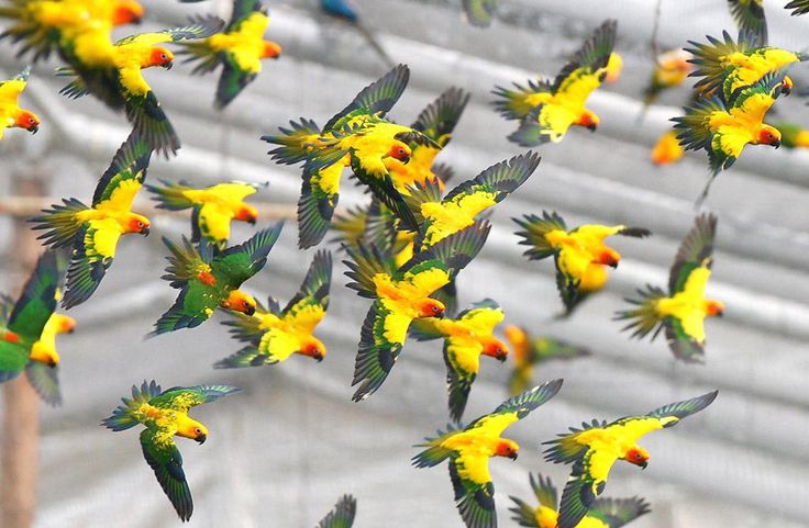 Lovely Sun Conure Parrot