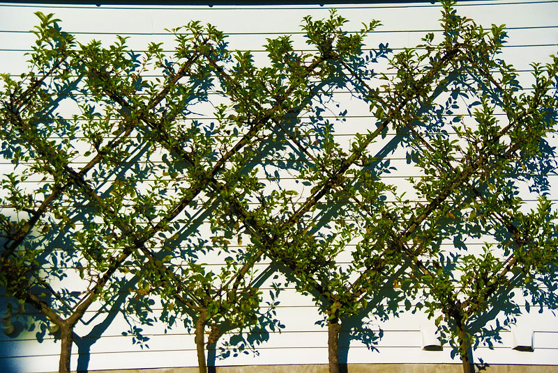 Spice Your Backyard - Espalier