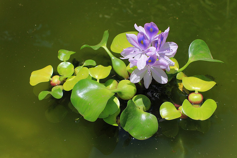 Selecting Water Garden Plants