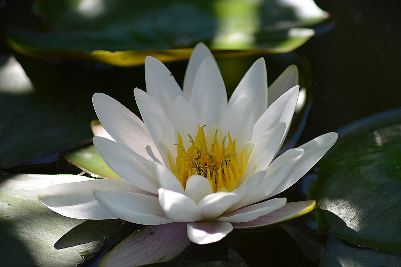 Selecting Water Garden Plants