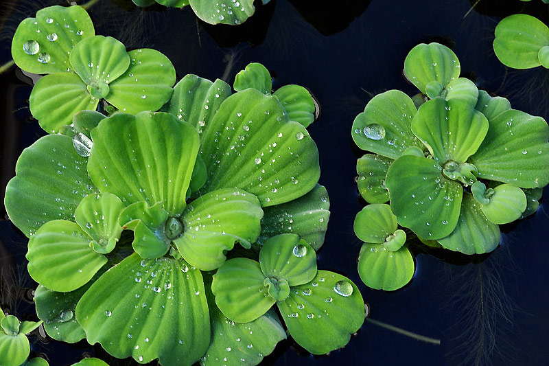 Selecting Water Garden Plants