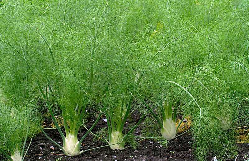 Fennel - Growing Guide 