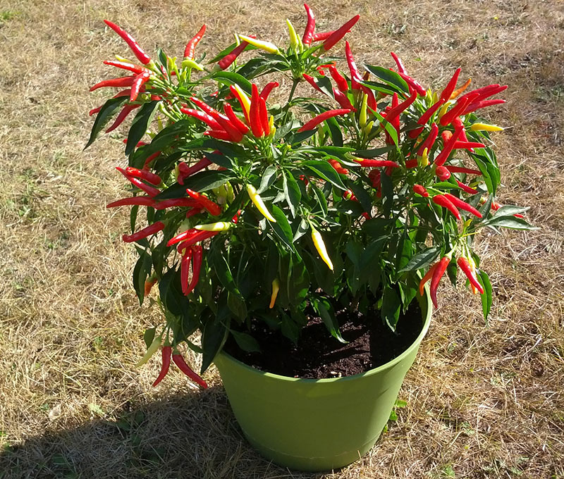 Growing Chili Peppers From Seed