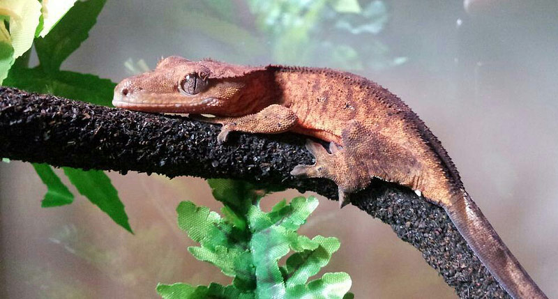 Geckos as Pets - Colorful Reptiles