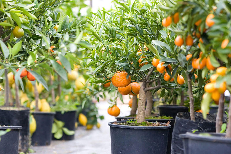 How To Grow Citrus in Containers