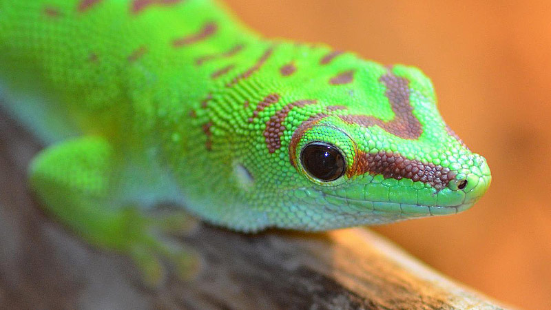 Geckos as Pets - Colorful Reptiles