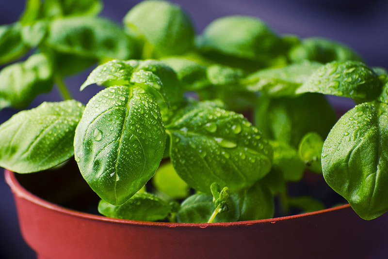 Basil Health Benefits and Nutritional Info