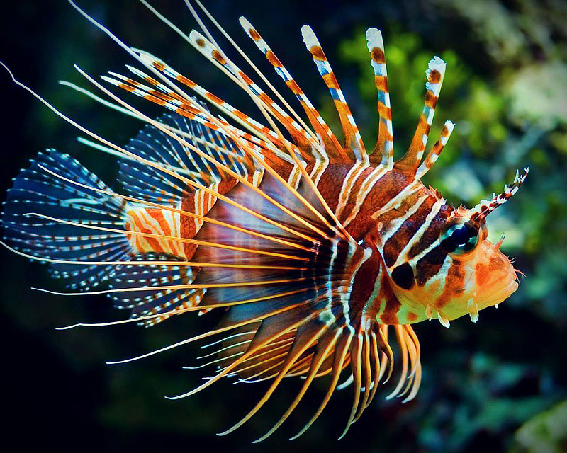 Lionfish invading, colonizing Mediterranean Sea - Quiet Corner
