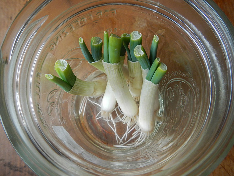 10 Plants You Can Re-Grow From Vegetable Scraps