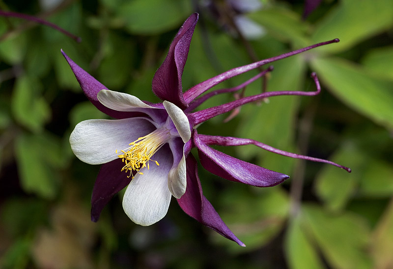 Columbine Growing Guide