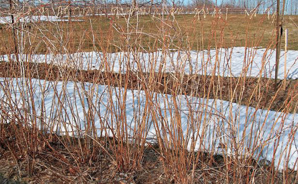 How To - Pruning Red Raspberries