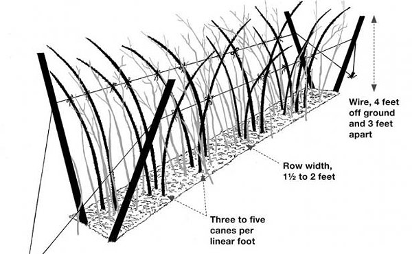 How To - Pruning Red Raspberries