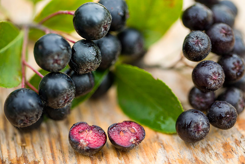 Aronia - Medicinal Properties And Health Effects