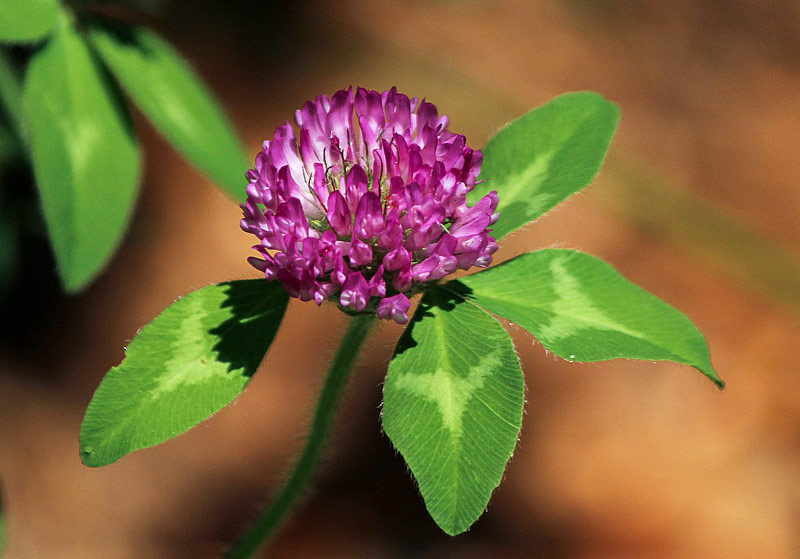 Red Clover is Amazing for Your Skin