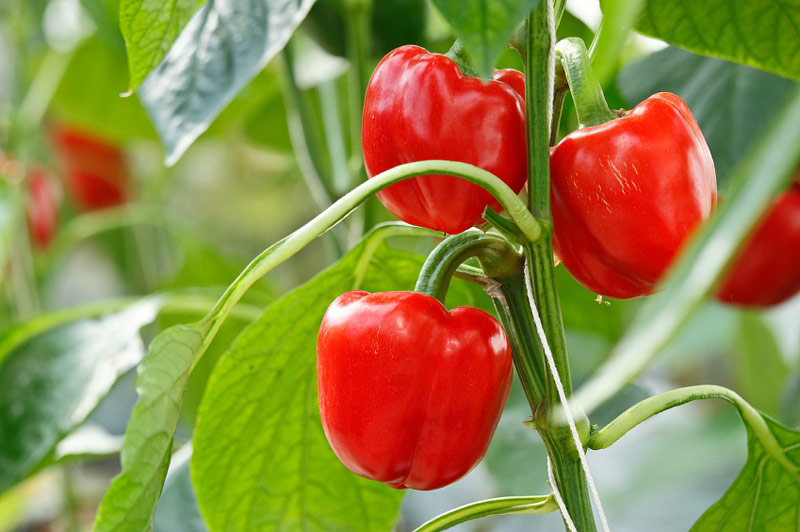 22 Pepper Growing Success Tips