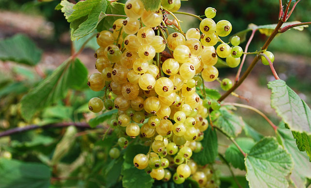 How to Grow Berries in Containers