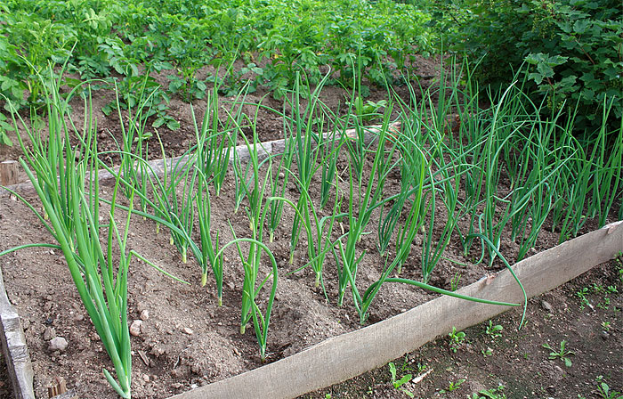 Shallots - Growing Guide