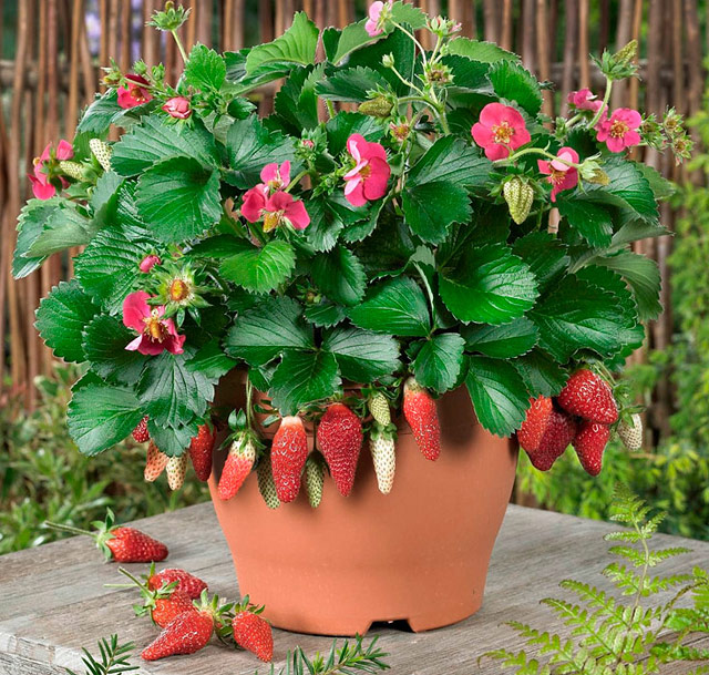 How to Grow Berries in Containers