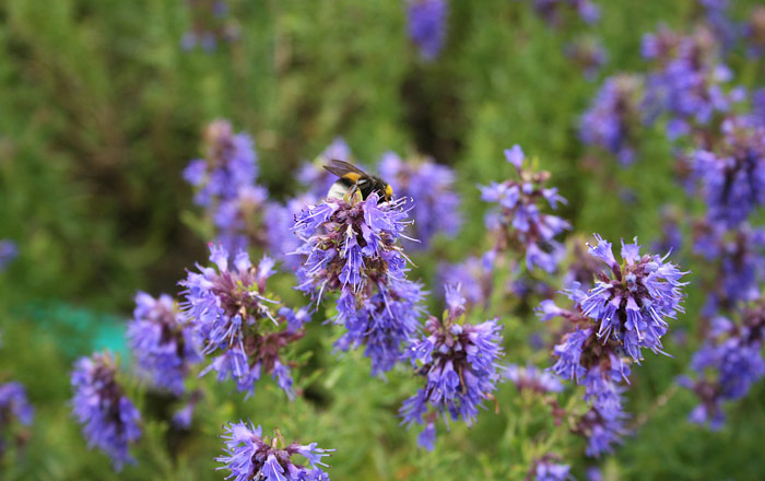 6 Medicinal Herbs to Grow at Home