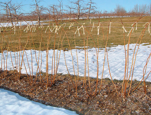 How To - Pruning Red Raspberries