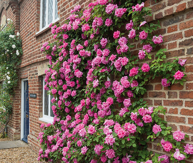 Which Types of Roses Are Right for Your Garden?