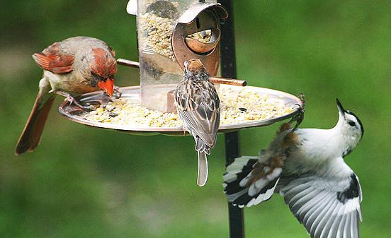 Foods Birds Should Avoid