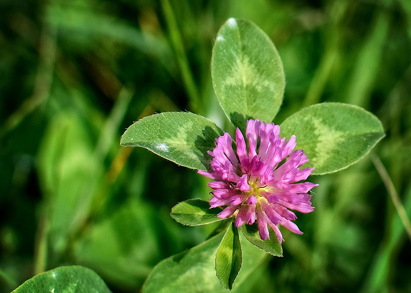 Red Clover is Amazing for Your Skin