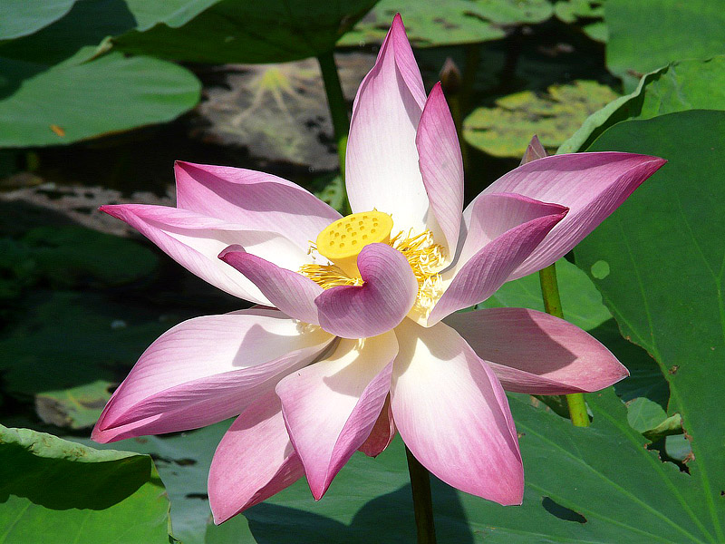 Lotus - Growing Guide