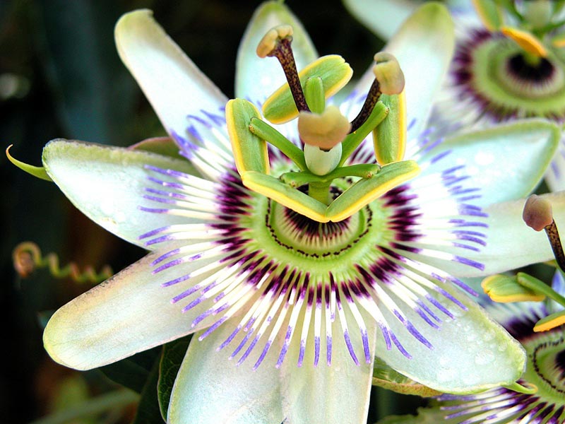 Growing Passion Flowers