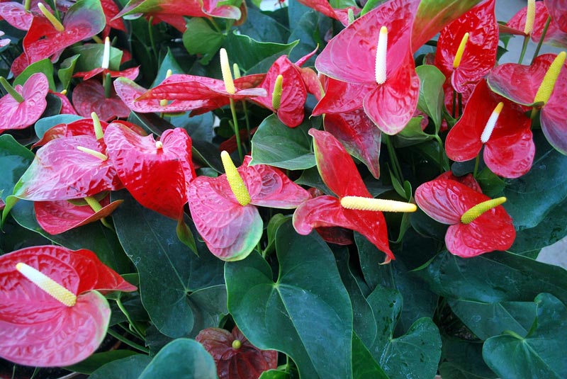 How To Grow Anthuriums Outdoors