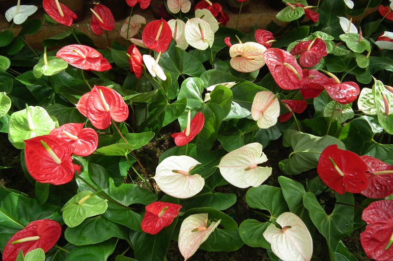 How To Grow Anthuriums Outdoors