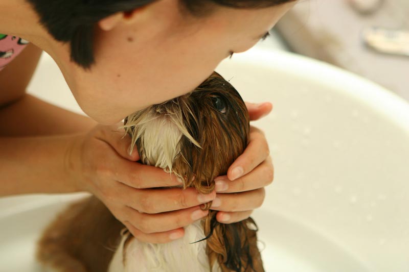 Tips for a Stress Free Dog Bath