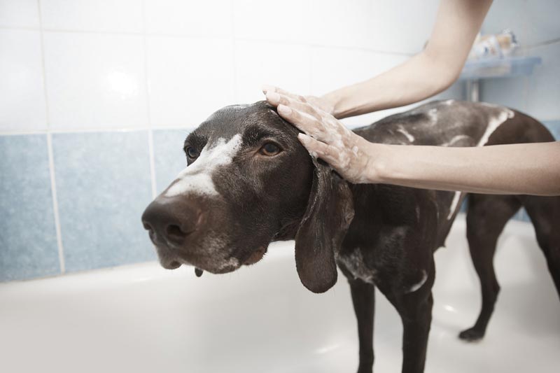 Tips for a Stress Free Dog Bath