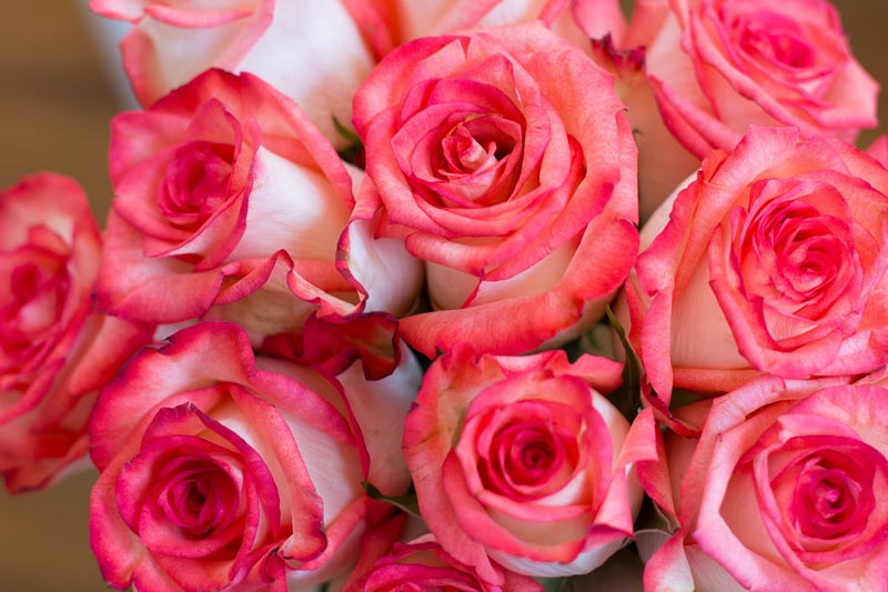 Tricks to Make Your Roses Bloom 1