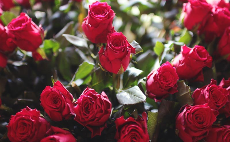 Gorgeous Flowers - A Brief History of Roses
