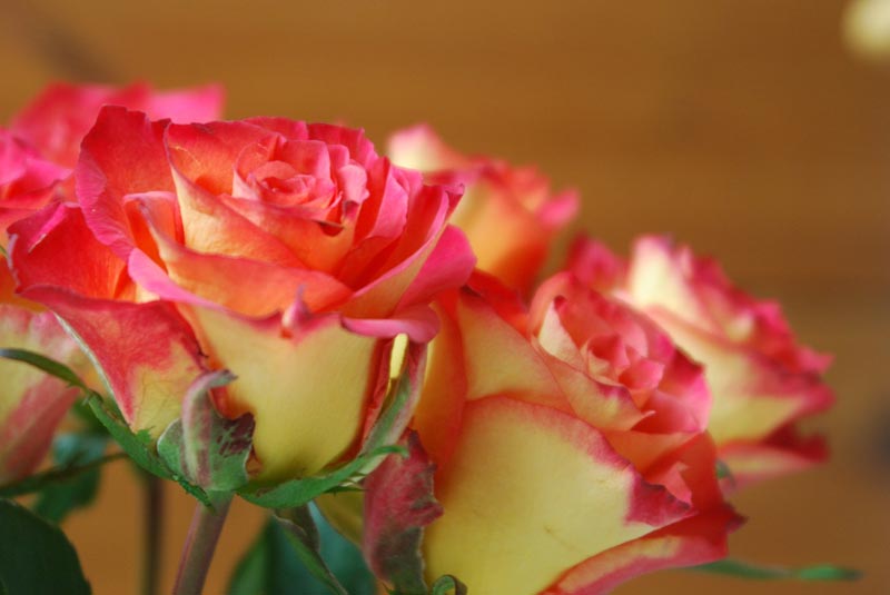 Tricks to Make Your Roses Bloom