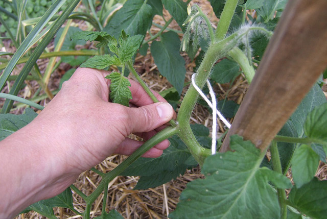 Growing Tomatoes – Removing Bottom Leaves?