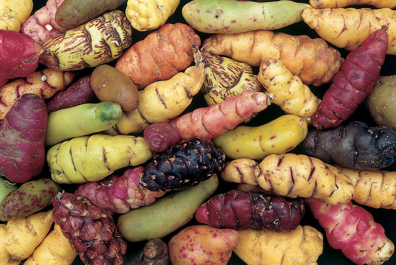 Weird Vegetables You've Probably Never Heard Of