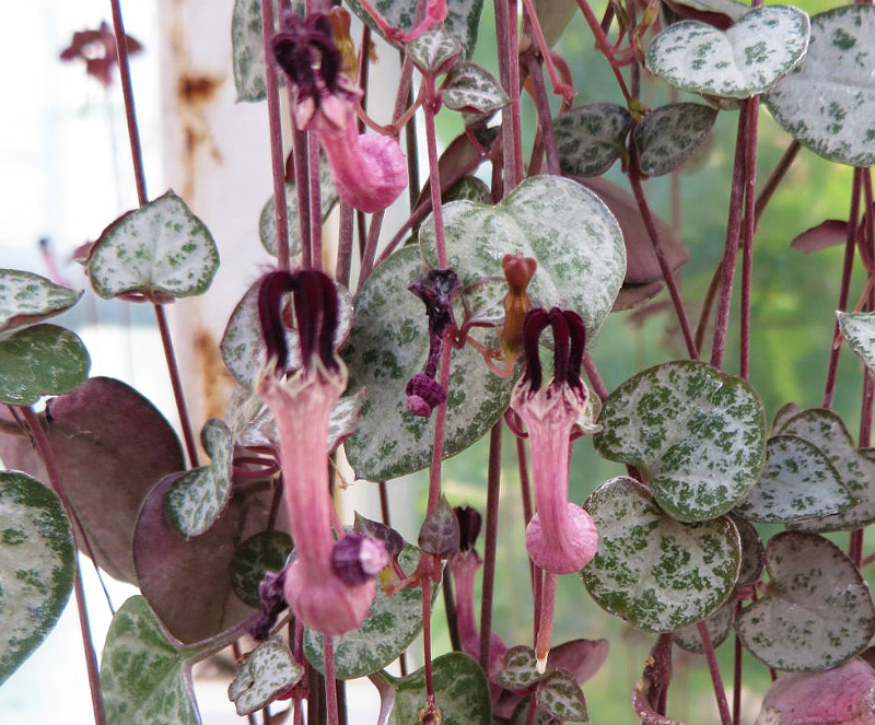 3 Unusual Succulents for Your Hanging Baskets