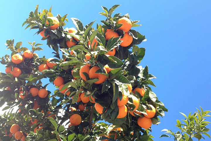 10 Tips for Growing Citrus Trees in any Climate
