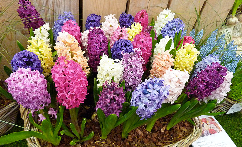 Hyacinth - Growing Guide