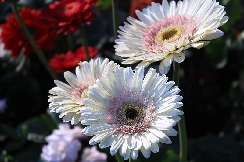 All About Gerbera Daisy Care