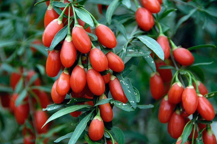 Amazing Superfruit - Goji Berries