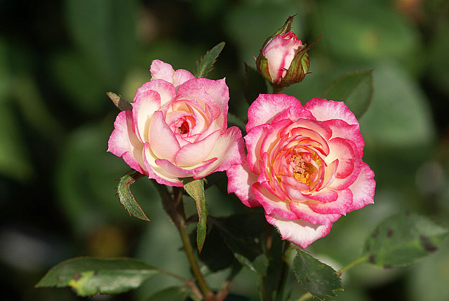Which Types of Roses Are Right for Your Garden?