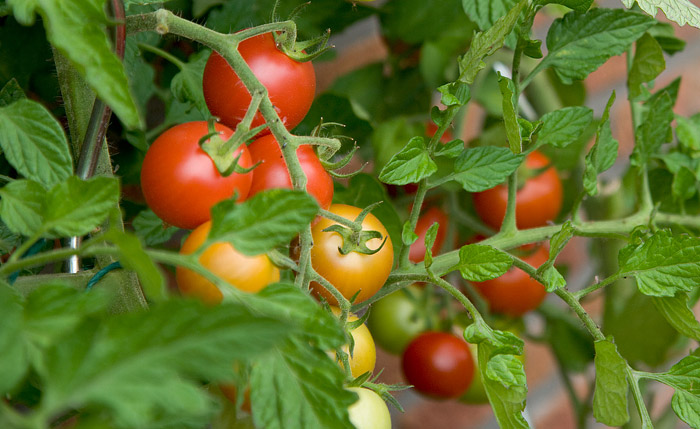 Heirloom and Hybrid Tomatoes Explained